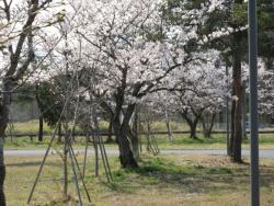 満開です。